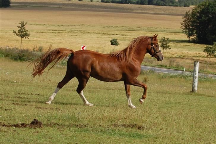 Welsh Pony (sec B) Korreborgs Verdi <3 billede 5