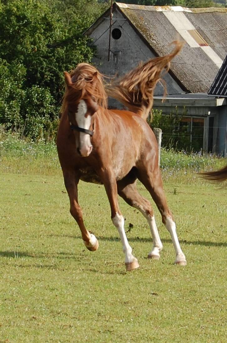 Welsh Pony (sec B) Korreborgs Verdi <3 billede 6