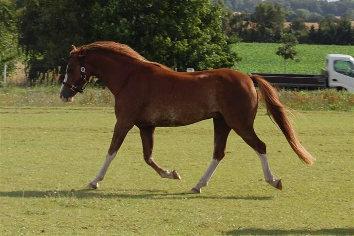 Welsh Pony (sec B) Korreborgs Verdi <3 billede 7