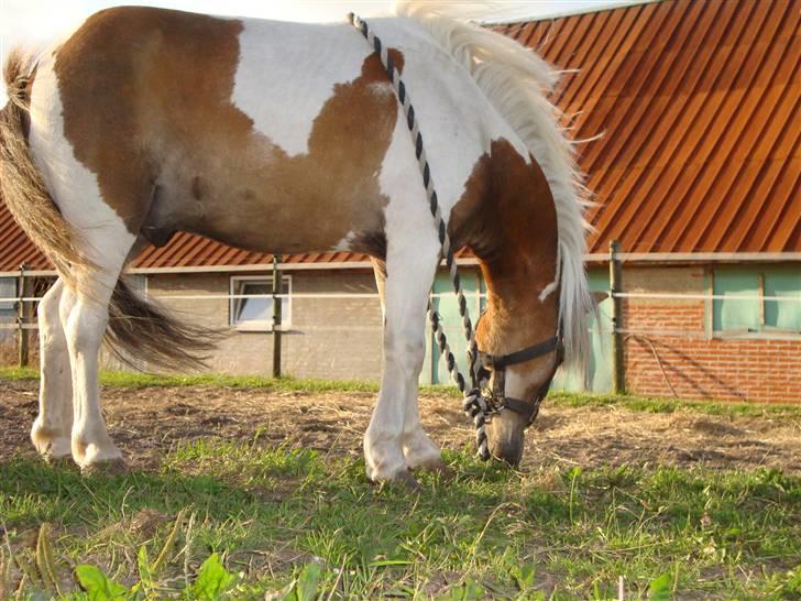 Shetlænder  ||  Mr. Jack    SOLGT billede 8