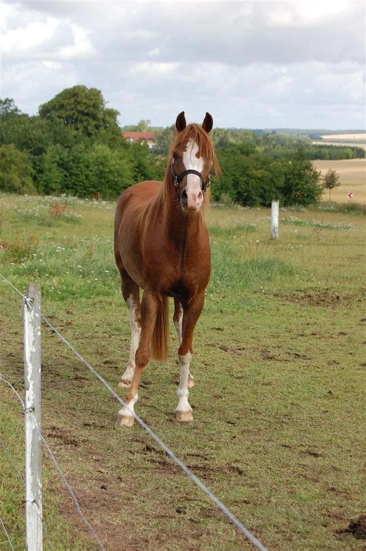 Welsh Pony (sec B) Korreborgs Verdi <3 billede 8