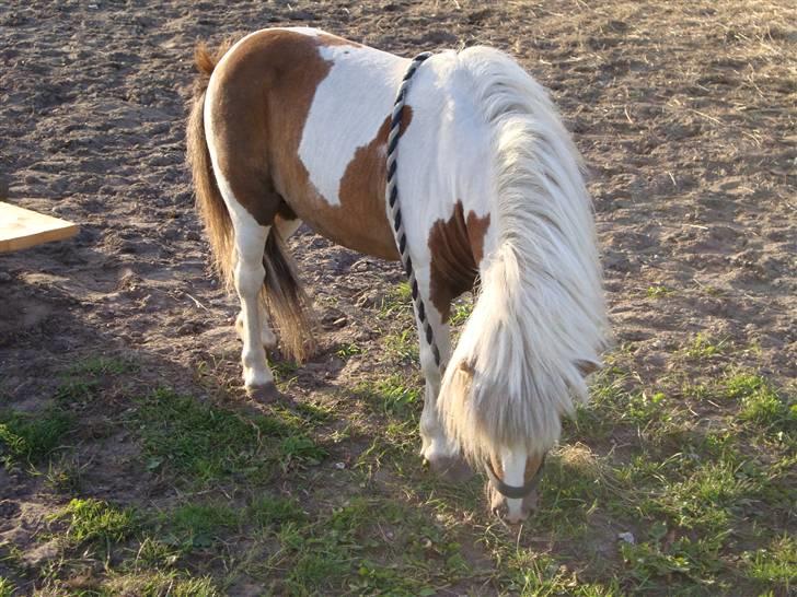 Shetlænder  ||  Mr. Jack    SOLGT billede 9