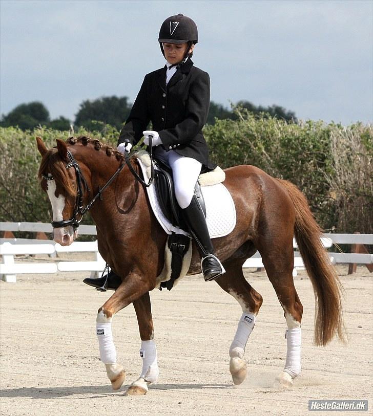 Welsh Pony (sec B) Korreborgs Verdi <3 - SOLR d. 2 august (Foto: Michala Mejlgaard) billede 10