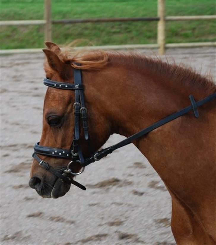 Welsh Pony (sec B) Ysselvliedt's Gipsy Boy - min nye pony Gipsy Boy, er han ikke smuk :0) ? billede 13