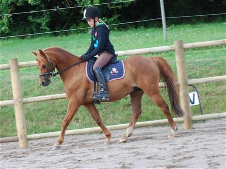 Welsh Pony (sec B) Ysselvliedt's Gipsy Boy - trav billede 15