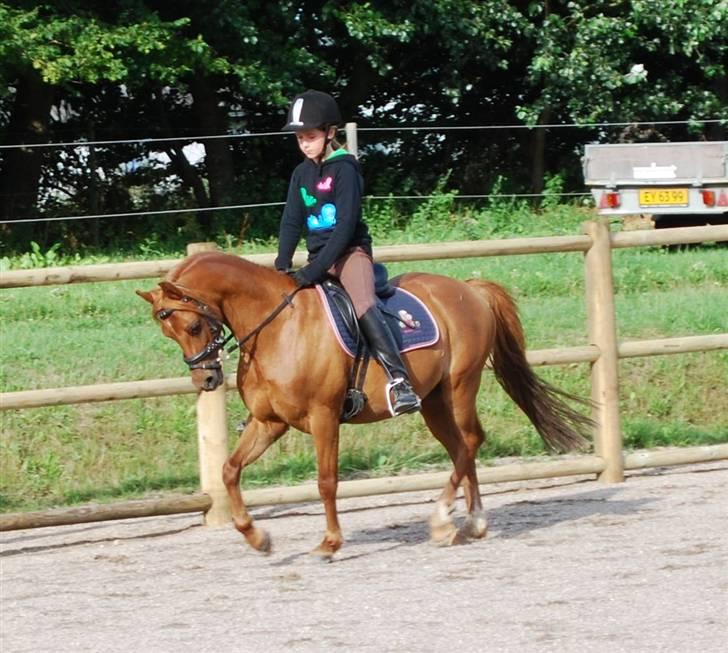 Welsh Pony (sec B) Ysselvliedt's Gipsy Boy billede 14