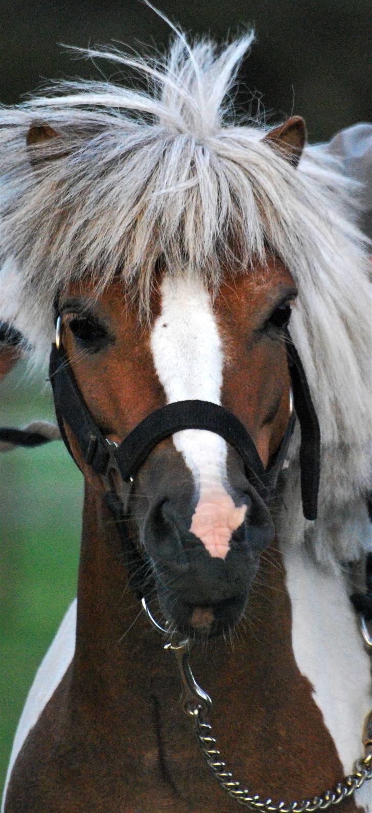Shetlænder  ||  Mr. Jack    SOLGT - nyt billede 15