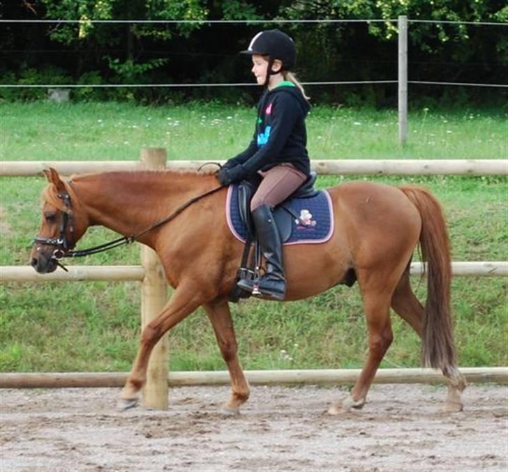Welsh Pony (sec B) Ysselvliedt's Gipsy Boy - vi skridter af billede 6