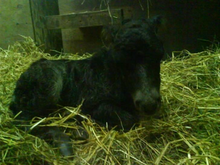 Anden særlig race † Pindstruphavens Turbo † - Turbo boy da han næsten lige var kommet ud (kopiring ikke tilladt) billede 2