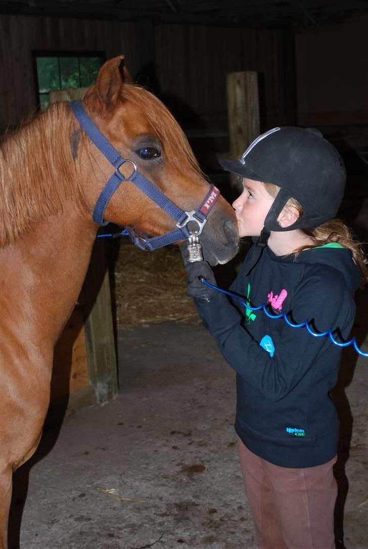 Welsh Pony (sec B) Ysselvliedt's Gipsy Boy - du får et møs søde Gipsy billede 9
