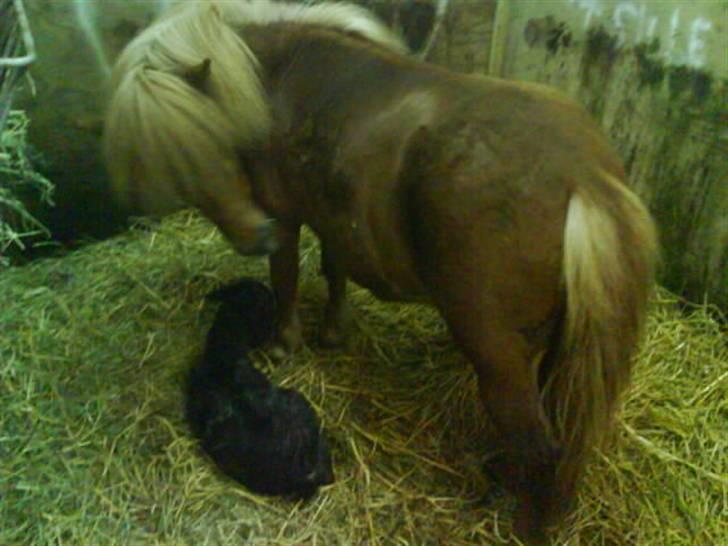 Anden særlig race † Pindstruphavens Turbo † - Turbo boy der ligger ned (kopiring ikke tilladt) billede 3