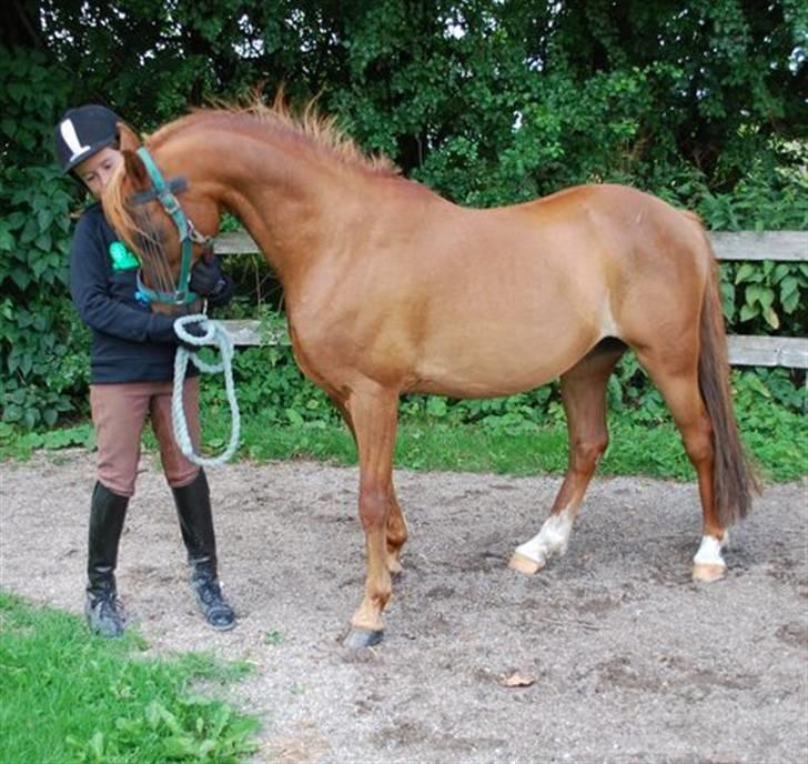 Welsh Pony (sec B) Ysselvliedt's Gipsy Boy - leder efter godbider :0) billede 11