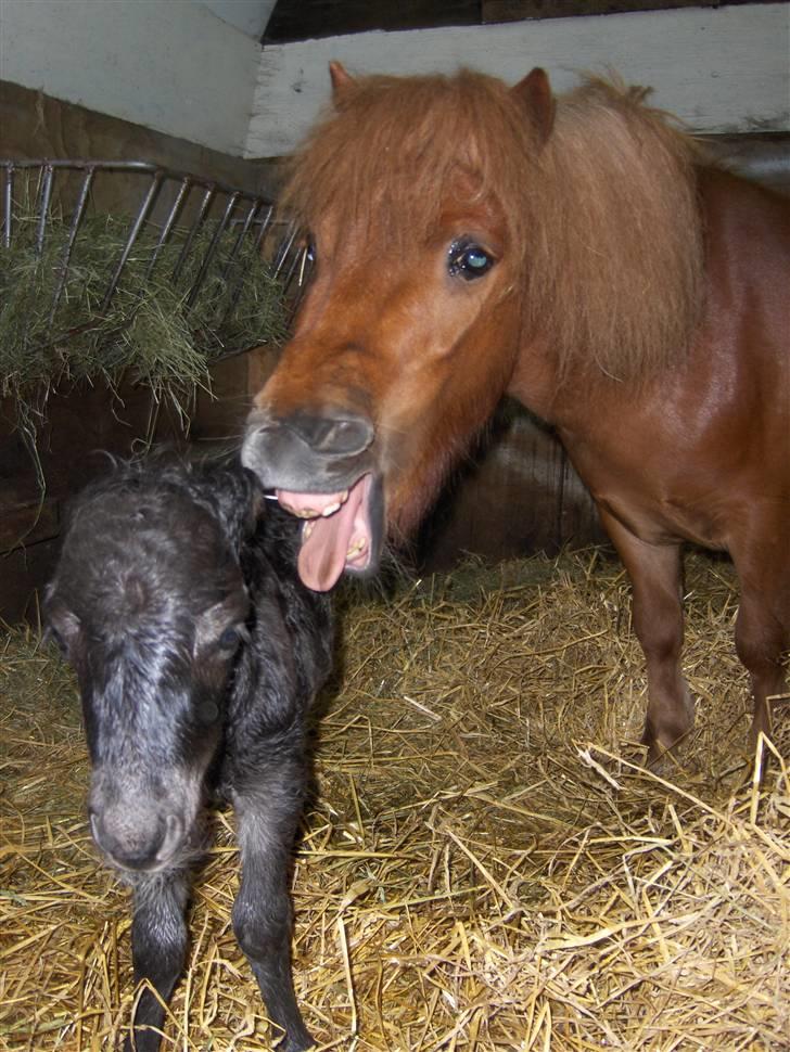 Anden særlig race † Pindstruphavens Turbo † - Turbo boy og moren Sille som er træt (kopiring ikke tilladt) billede 4