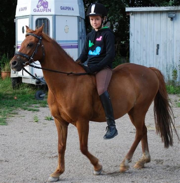 Welsh Pony (sec B) Ysselvliedt's Gipsy Boy billede 10