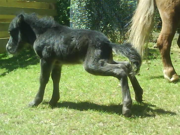 Anden særlig race † Pindstruphavens Turbo † - Turbo boy der tisser :b (kopiring ikke tilladt) billede 5