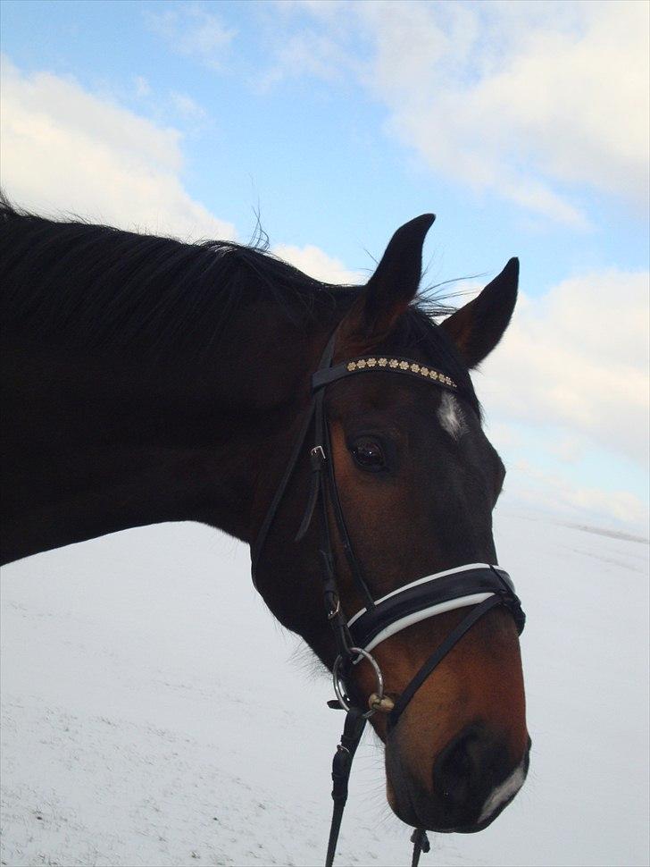 Dansk Varmblod Louis Figo (solgt) - velkommen til Louis Figo´s profil. En træt hest efter en dag med stævne :) billede 1