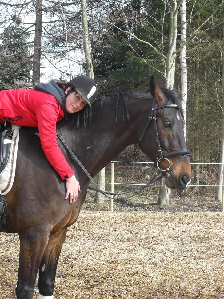 Dansk Varmblod Louis Figo (solgt) billede 2