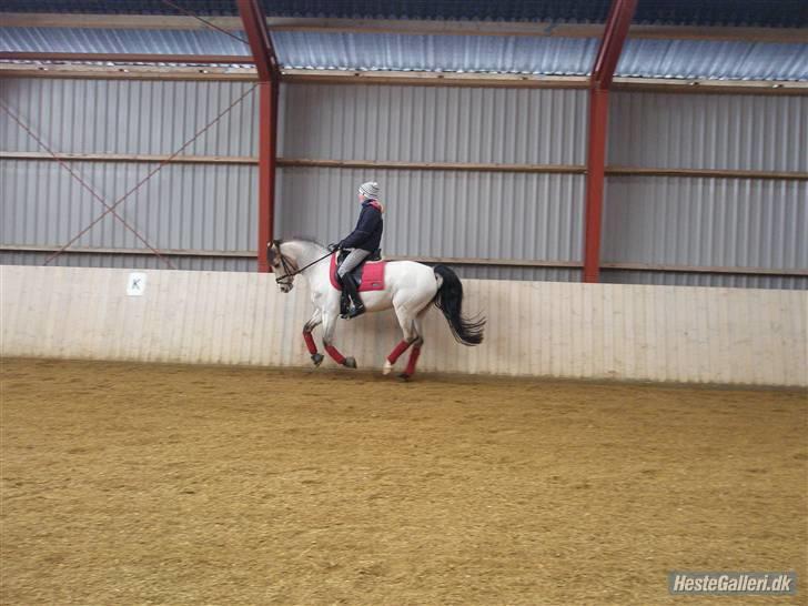 DSP Blanke - Solgt billede 20