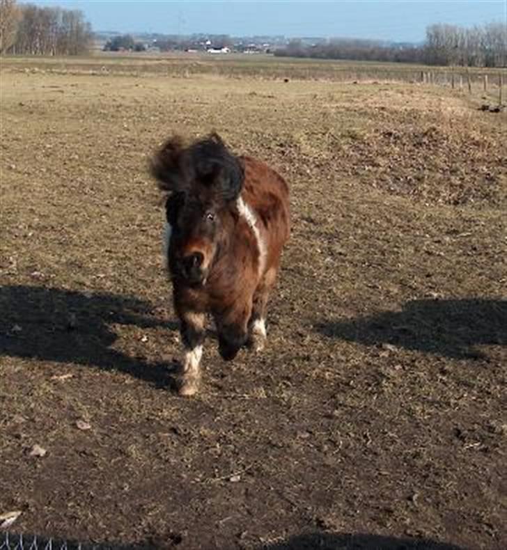 Shetlænder Stjernens Mini-Adore - man må vel også lege underlig selvom man er hest d; ? billede 11