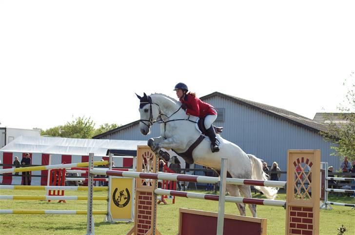Dansk Varmblod Antares - Til stævne på DRK. billede 6