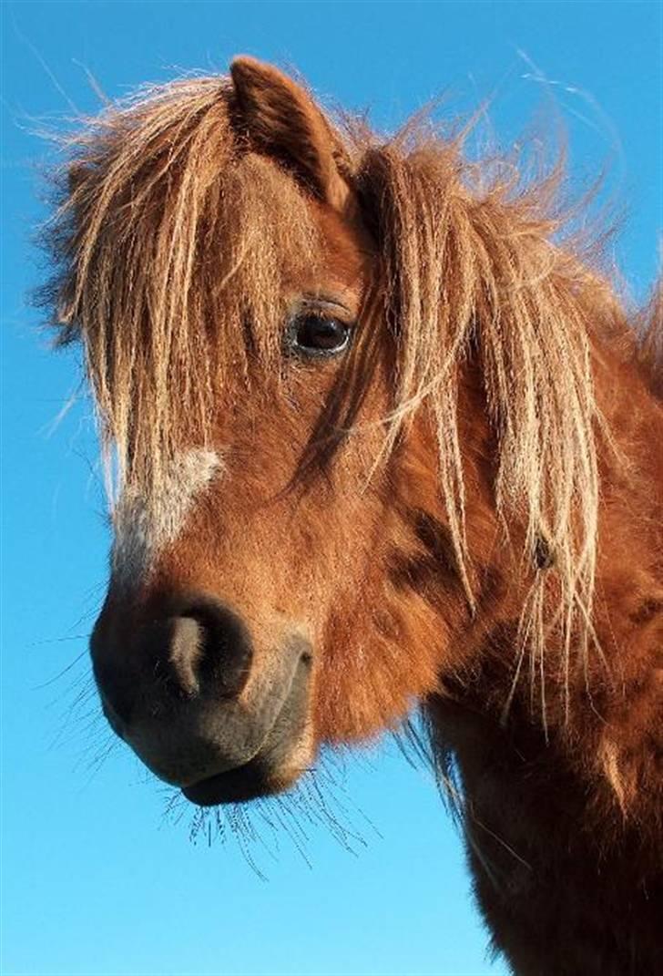 Shetlænder Østervangs Maggie M. billede 19