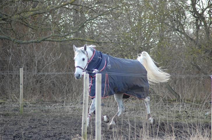 Dansk Varmblod Antares - Vild på fold billede 10