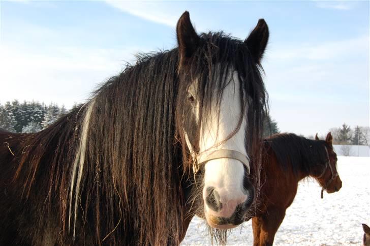 Irish Cob Fætter Olsen - Elsker mit skæg om vinteren... billede 1