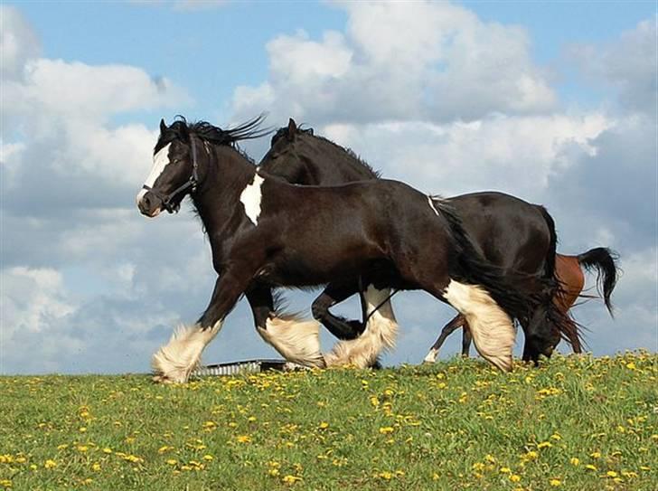 Irish Cob Fætter Olsen - Desværre er Tikki lige bagved ham, ellers et sjældent billede hvor han ikke står stille og spiser.. billede 4