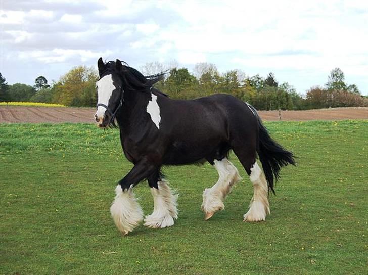 Irish Cob Fætter Olsen - Han er da fin her... billede 5