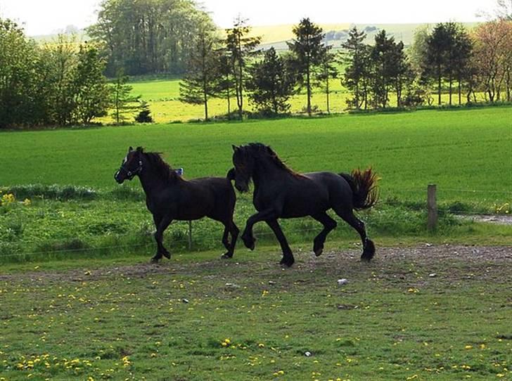 Frieser Tikki - Lad os vise os frem... billede 9