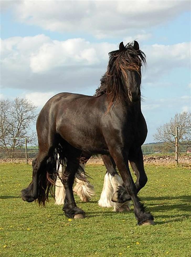 Frieser Tikki - Er s&#229; stolt af min pige.. billede 10
