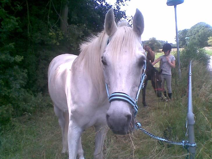 Anglo Araber (AA) Negi [Tidl. part] - efter 2 uger hvor han bare har stået på mark. d; se hans nye smukke BLÅ grime. :D billede 20