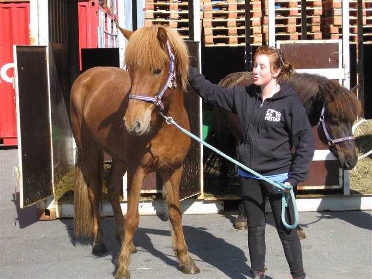 Islænder Geisli frá Hvammi II - uheldigt ansigtsudtryk - lige taget ham ud af den container ham og skjálfti havde stået i i 6 døgn billede 1
