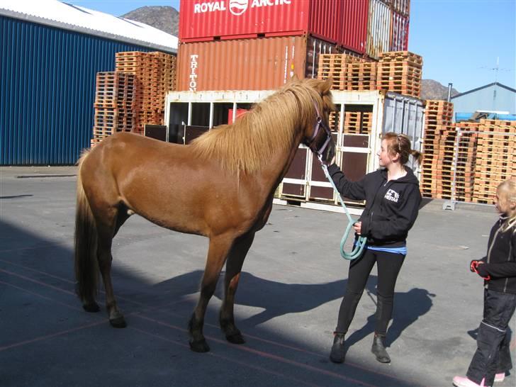 Islænder Geisli frá Hvammi II - Er han ikke fin med de lange ben? :) sonderer terrænet. billede 2