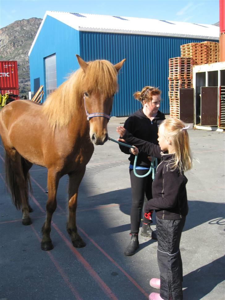 Islænder Geisli frá Hvammi II - tænker lidt over tingene - det skal lige siges at rundt omkring ham vrimler det med store fragt-containere og store biler og maskiner. stadig helt cool (: billede 3