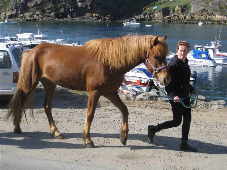 Islænder Geisli frá Hvammi II - På vej op til de andre heste, lige da han ankom med skib. billede 4