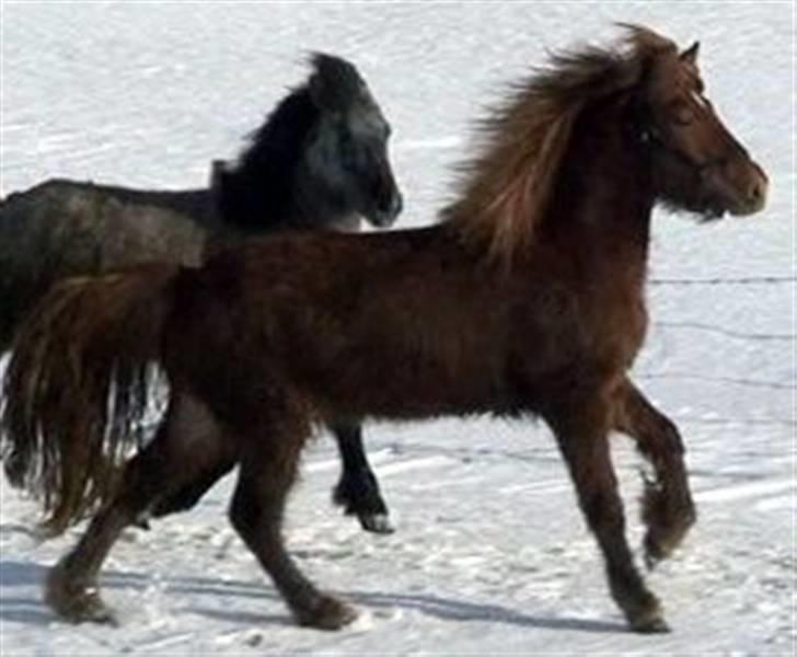 Islænder Geisli frá Hvammi II - Geisli i vinters på island (: billede 5