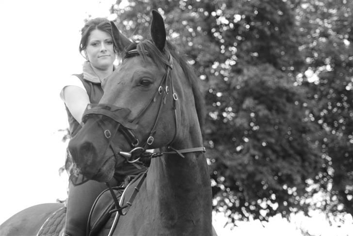 Dansk Varmblod Highlight billede 1