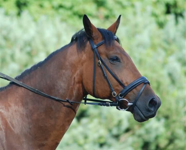 Dansk Varmblod Highlight billede 2