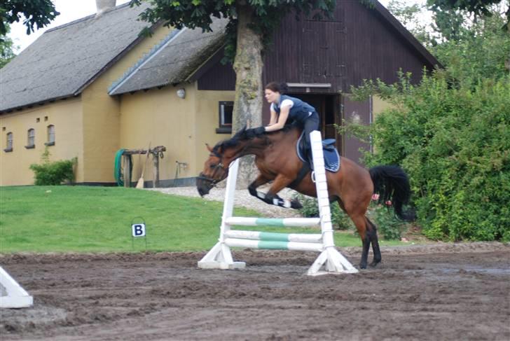 Dansk Varmblod Highlight billede 3