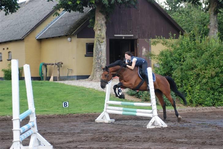 Dansk Varmblod Highlight billede 4