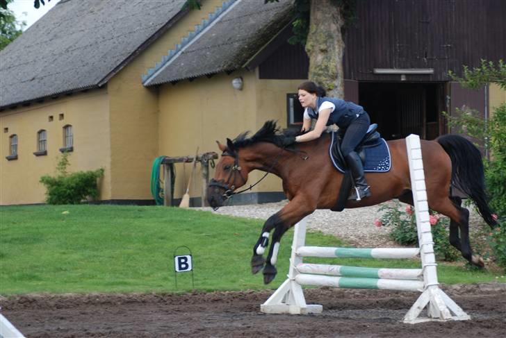 Dansk Varmblod Highlight billede 5