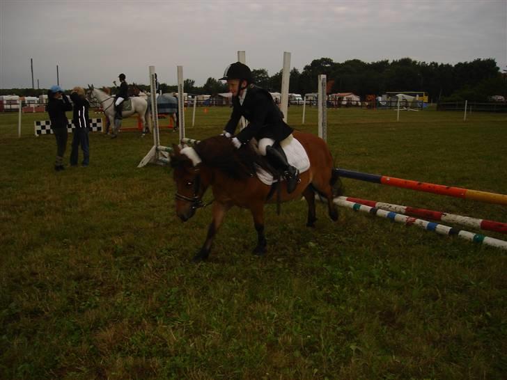 Shetlænder buster billede 15