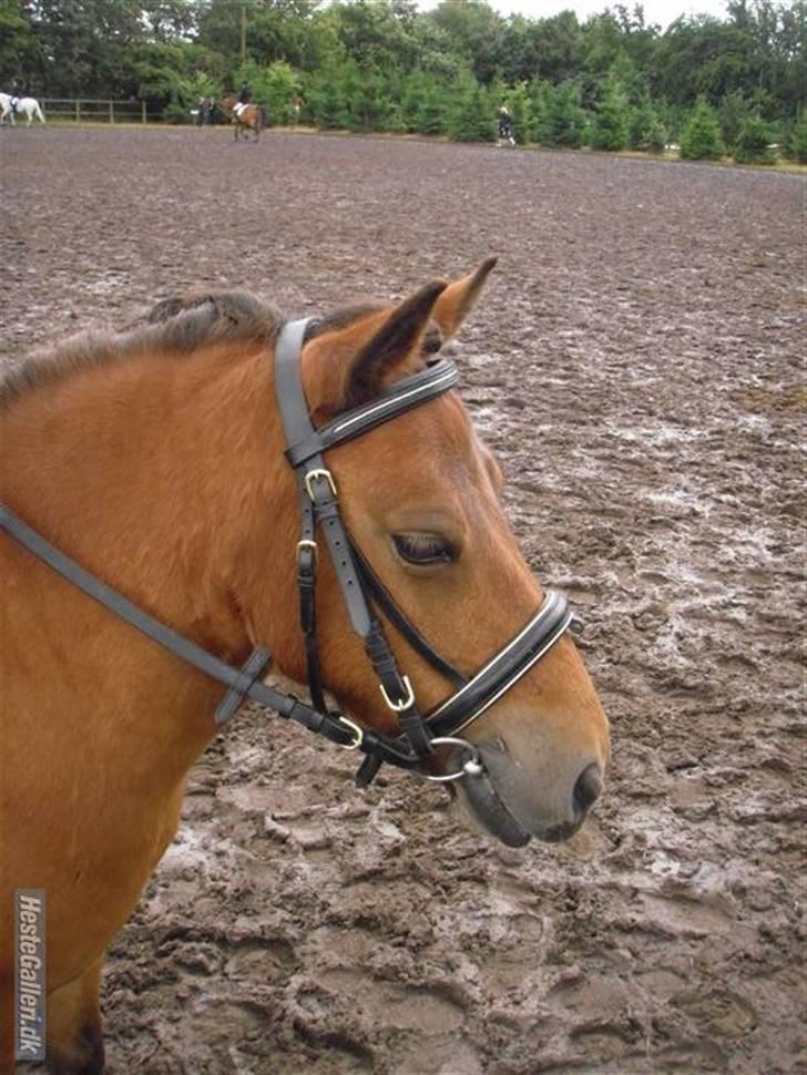 Shetlænder buster billede 1