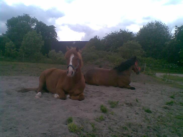 New Forest Flintdales Apollon :-) billede 6