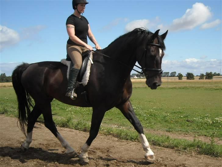 Hollandsk Varmblod Uniek R.I.P. (27-08-10) billede 3