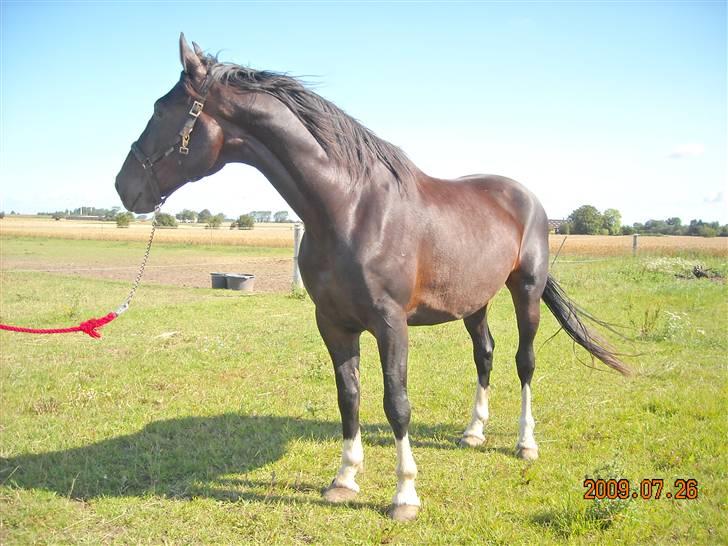 Hollandsk Varmblod Uniek R.I.P. (27-08-10) billede 15