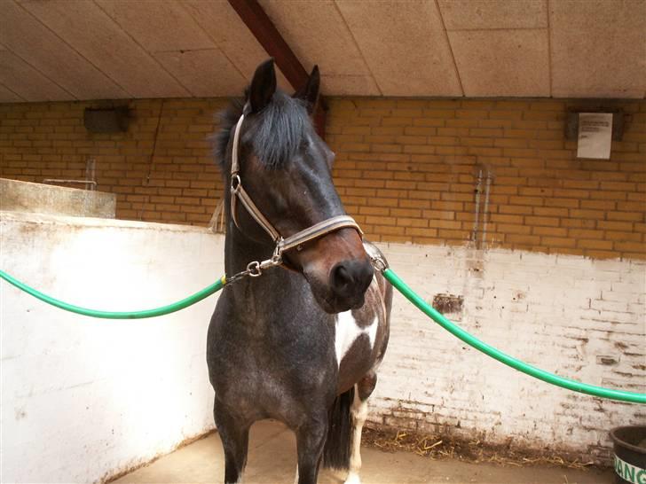 Anden særlig race Kira "SOLGT" ;'(( - 14; Første gang Kira er på Ikast billede 13