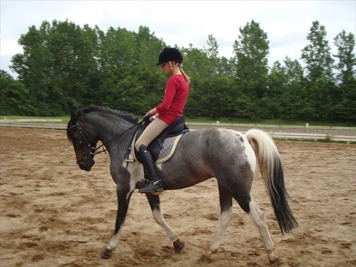 Anden særlig race Kira "SOLGT" ;'(( - 16; Træning på IRK<3<3<3 billede 14