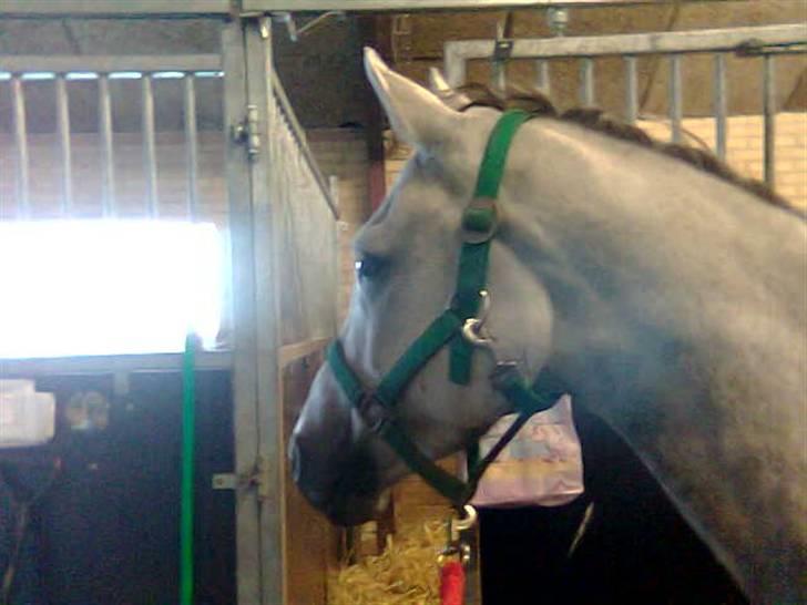 Anden særlig race Grey Beauty... DØD... :'( - jeg elsker dig..<3 jeg savner dig..<3 billede 7